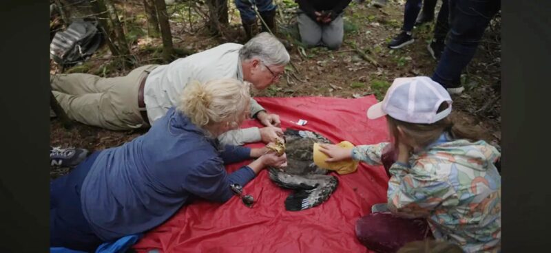 Michigan bald eagle success story faces new threats